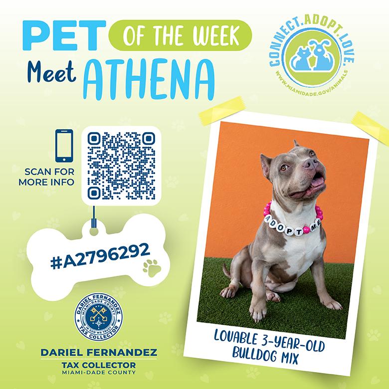 Pet of the Week: Tax Collector Dariel Fernandez Encourages Residents to Support Shelter Pets in Need